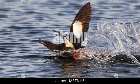 Roepend opvliegend Zeekoet schaunisland in uit l'eau ; Guillemot appelant et voler hors de l'eau Banque D'Images