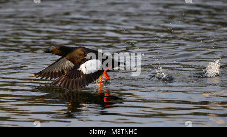 Zeekoet opvliegend schaunisland uit l'eau ; Guillemot battant hors de l'eau Banque D'Images