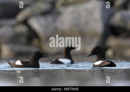 Zeekoet zwemmend schaunisland ; Guillemot natation Banque D'Images