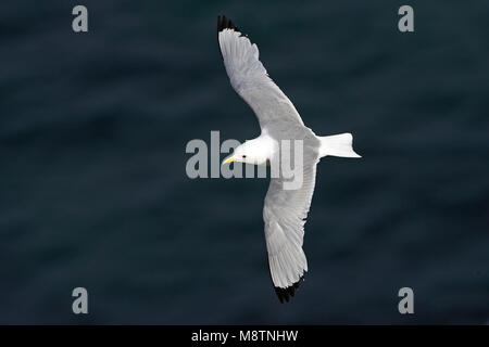 Drieteenmeeuw ; la Mouette tridactyle (Rissa tridactyla), Banque D'Images