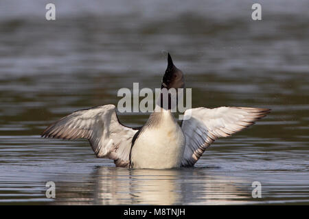 Wijd Parelduiker vleugels dans l'eau ; Black-throated Loon ailes déployées dans l'eau Banque D'Images