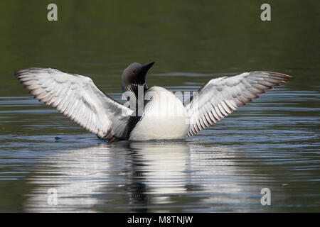 Wijd Parelduiker vleugels dans l'eau ; Black-throated Loon ailes déployées dans l'eau Banque D'Images