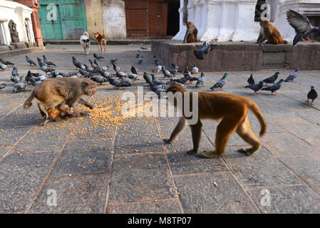 Eating macaque et de colombes. Swayambhunath Stupa à Katmandou, Népal Banque D'Images