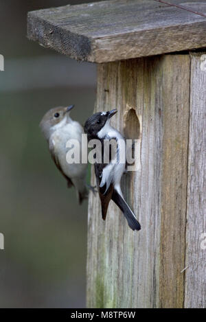 Bonte Vliegenvanger bij nestkast ; European Pied Flycatcher au Nichoir Banque D'Images