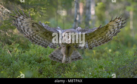 Laplanduil vliegend ; Great Grey Owl flying Banque D'Images