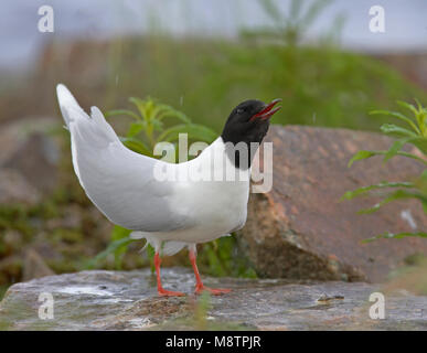 Mouette pygmée adulte en colonie de reproduction ; dans broedkolonie Dwergmeeuw staand volwassen Banque D'Images