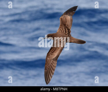 Wigstaartpijlstormvogel, Wedge-tailed Shearwater, Puffinus pacificus Banque D'Images