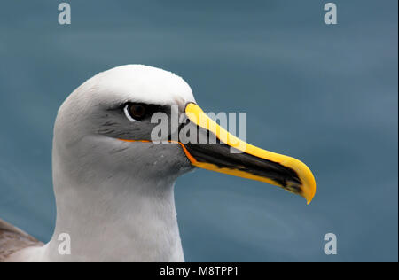 Bullers Albatros, l'albatros de Buller Thalassarche bulleri, Banque D'Images