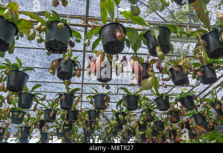 Vert suspendu Nepenthes dans plant farm Banque D'Images