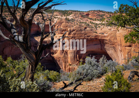 Maisons troglodytiques dans les grottes de Navajo National Monument Banque D'Images