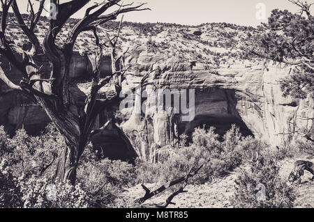 Maisons troglodytiques dans les grottes de Navajo National Monument Banque D'Images