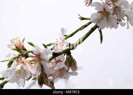 Plusieurs fleurs d'amandier floraison avec fond blanc, en gros plan, le détail des pétales, des étamines, la stigmatisation et le pollen Banque D'Images