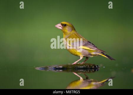 Cygne tuberculé, Groenling, Chloris chloris Banque D'Images