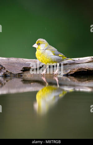 Bij Groenling drinkplaats ; European Greenfinch au site potable Banque D'Images