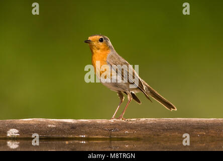 Roodborst zittend op het water dans boomstam een liggende ; European Robin perché sur un journal Banque D'Images