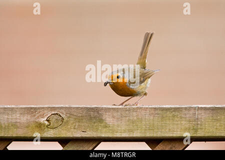 European Robin perché sur un jardin français avec les proies ; Roodborst zittend op een tuinhek ont rencontré en zijn snavel prooi Banque D'Images