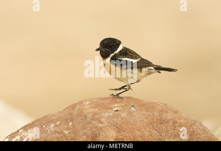 European Stonechat, Roodborsttapuit, Saxicola rubicola Banque D'Images