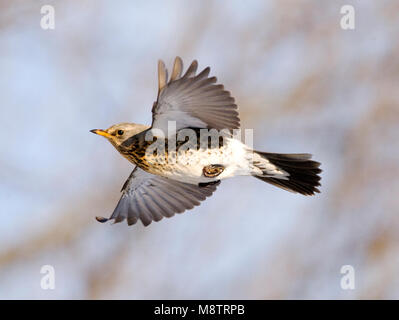 Dans Kramsvogel de viaje en avión Fieldfare en vol ; Banque D'Images