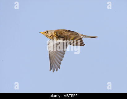 Dans Kramsvogel de viaje en avión Fieldfare en vol ; Banque D'Images