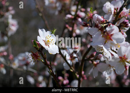 Plusieurs fleurs d'amandier en fleurs printemps Banque D'Images