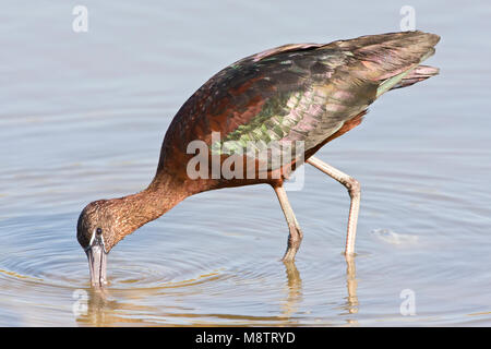 Foeragerende Zwarte Ibis Ibis de nourriture ; Banque D'Images