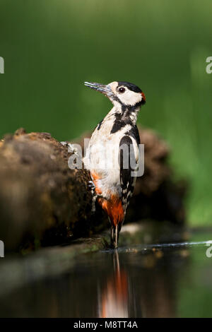 Mannetje Grote Bonte Specht bij de drinkplaats ; Pic mâle au site potable Banque D'Images