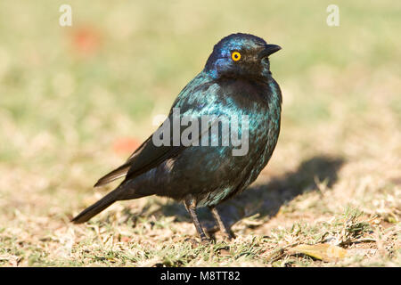 Groenstaart glansspreeuw-Plus, choucador à oreillons bleus, Lamprotornis chalybaeus Banque D'Images