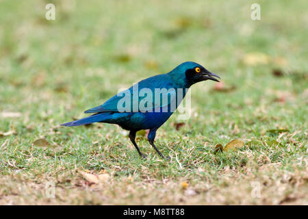 Groenstaart glansspreeuw-Plus, choucador à oreillons bleus, Lamprotornis chalybaeus Banque D'Images