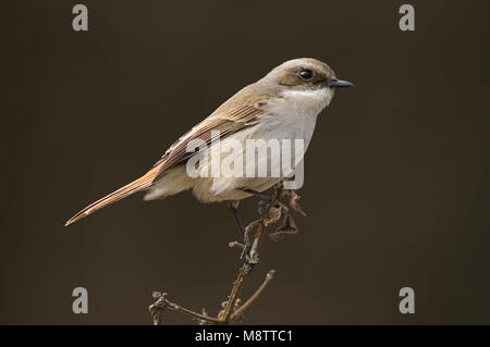 Grijs Paapje op de uitkijk ; Gris Bushchat sur un perchoir Banque D'Images
