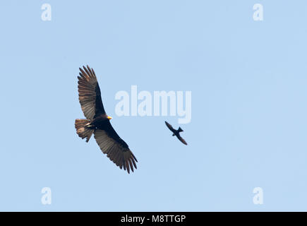 Grote Geelkopgier vliegend boven Lodge Pantiacolla ; plus grand vautour à tête jaune (Cathartes melambrotus) volant au-dessus du Lodge Pantiacolla, Manu Nationa Banque D'Images