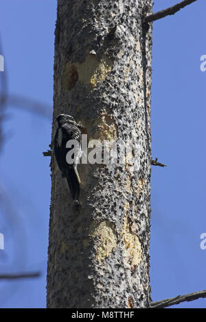 Pic chevelu Picoides villosus nid à Parc National de Yellowstone au Wyoming États-Unis d'Amérique Banque D'Images