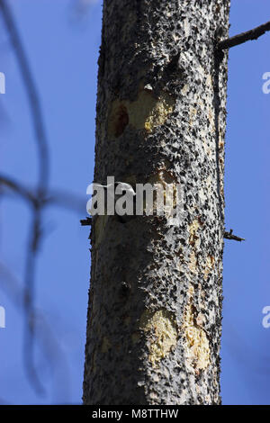 Pic chevelu Picoides villosus nid à Parc National de Yellowstone au Wyoming États-Unis d'Amérique Banque D'Images