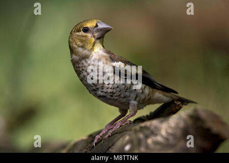 Onvolwassen Appelvink zittend op een tak ; Hawfinch perché sur une branche immature Banque D'Images