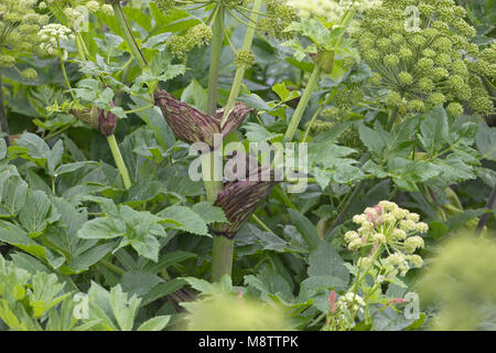 Troglodyte mignon Troglodytes troglodytes Smyrnium olusatrum juvénile dans la région de Alexanders Islande Juillet 2009 Banque D'Images