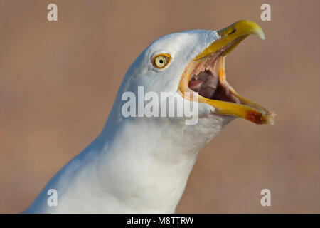 Portret Zilvermeeuw roepende volwassen vogel ; close-up appelant adultes Goéland argenté Banque D'Images