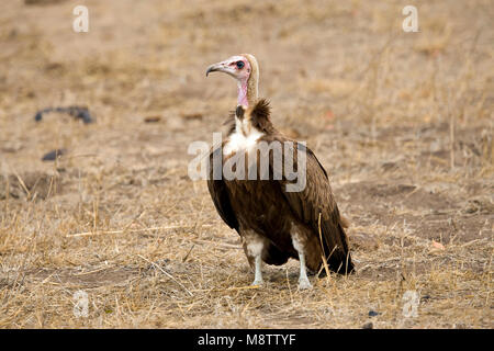 Kapgier, Hooded Vulture, Necrosyrtes monachus Banque D'Images