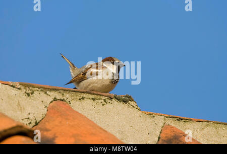 Huismus, Moineau domestique Passer domesticus Banque D'Images