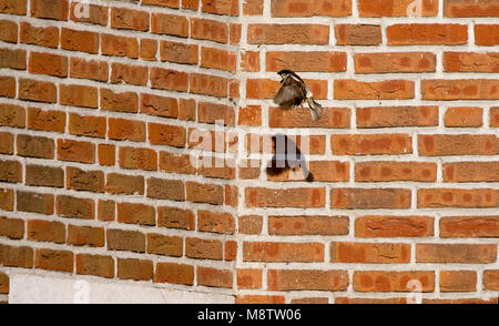 Mannetje Huismus dans de viaje en avión ; Moineau domestique mâle en vol Banque D'Images
