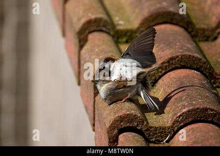 Huismussen Parende op een dak ; Les Moineaux sur un toit Banque D'Images