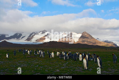 Koningspinguïn la plaine de Salisbury Zuid Géorgie ; King Penguin Salisbury Plain Géorgie du Sud Banque D'Images