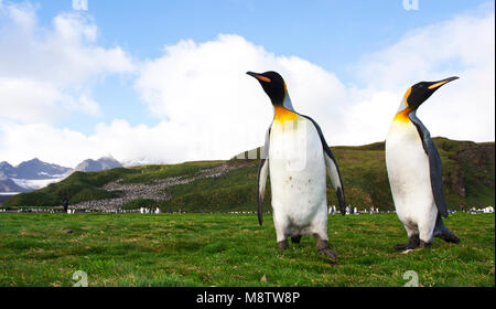 Koningspinguïn la plaine de Salisbury Zuid Géorgie ; King Penguin Salisbury Plain Géorgie du Sud Banque D'Images