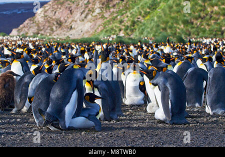 Koningspinguïn la plaine de Salisbury Zuid Géorgie ; King Penguin Salisbury Plain Géorgie du Sud Banque D'Images