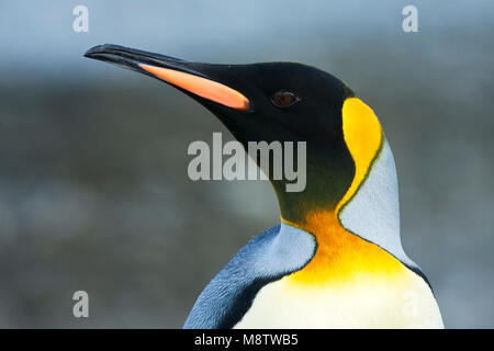 Koningspinguïn la plaine de Salisbury Zuid Géorgie ; King Penguin Salisbury Plain Géorgie du Sud Banque D'Images