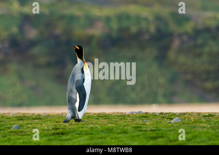 Koningspinguïn la plaine de Salisbury Zuid Géorgie ; King Penguin Salisbury Plain Géorgie du Sud Banque D'Images