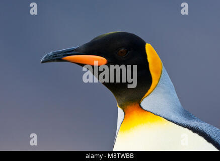 Koningspinguïn la plaine de Salisbury Zuid Géorgie ; King Penguin Salisbury Plain Géorgie du Sud Banque D'Images