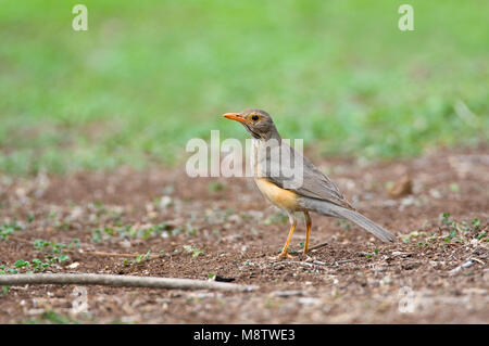 Kurrichane Merle Kurrichane-lijster,, Turdus libonyana Banque D'Images