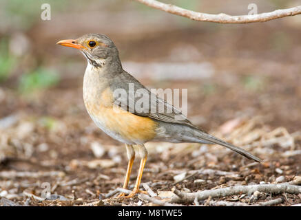 Kurrichane Merle Kurrichane-lijster,, Turdus libonyana Banque D'Images