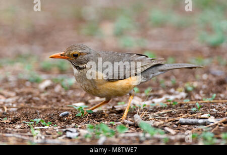 Kurrichane Merle Kurrichane-lijster,, Turdus libonyana Banque D'Images