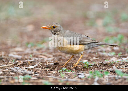 Kurrichane Merle Kurrichane-lijster,, Turdus libonyana Banque D'Images