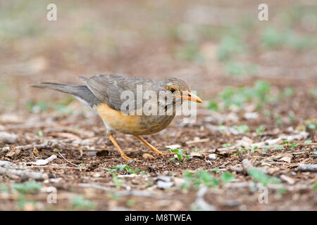 Kurrichane Merle Kurrichane-lijster,, Turdus libonyana Banque D'Images